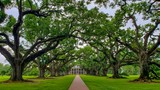 Alley of Oaks