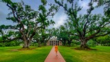Alley of Oaks