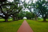 Alley of Oaks