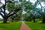 Alley of Oaks