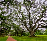 Alley of Oaks