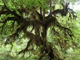 Photos/Images de Olympic National Park