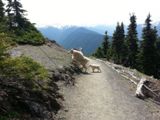Chèvres des montagnes rocheuses à Hurricane Ridge