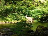 Faon à Sol Duc Valley