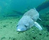 Bonneville Fish Hatchery