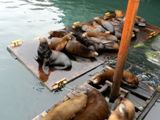 Sea lions