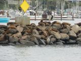 Sea lions