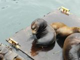 Sea lions
