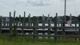 Ocracoke