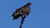 Un vautour vu à Cape Hatteras