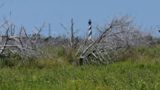 Cape Hatteras Lighthouse