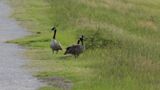 Oies à Pea Island National Wildlife Refuge