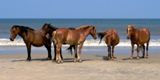 Wild Horses, Corolla