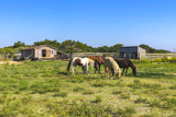 Ocracoke Pony Pens
