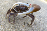 Crabe