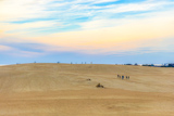 Jockey's Ridge State Park