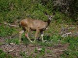 Biche