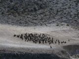 Oiseaux