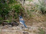 Oiseau