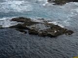 Eléphants de mer