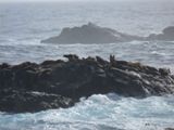 Eléphants de mer