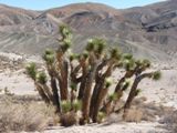 Hagen Canyon Trail