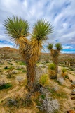 Desert View Nature Trail