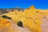 Photos/Images de Red Top