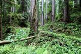 Miner's Ridge Trail