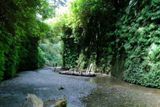 Fern Canyon