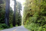 Photos/Images de Redwood National and State Parks