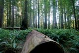 Stout Grove