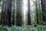 Simpson-Reed Trail