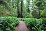 Photos/Images de Redwood National and State Parks