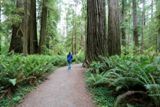 Simpson-Reed Trail