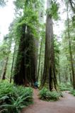 Simpson-Reed Trail