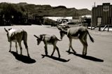 Oatman