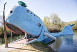 Blue Whale