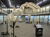 Skeletons : Museum of Osteology