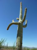 Saguaro NP