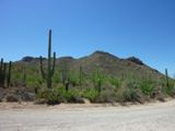 Saguaro NP
