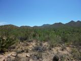 Photos/Images de Saguaro National Park