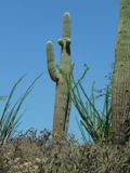 Saguaro NP