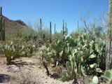 Photos/Images de Saguaro National Park