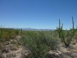 Photos/Images de Saguaro National Park