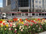 Le tram "Tracks" en centre-ville