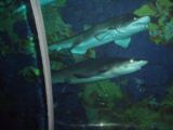 Sea World