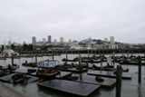 Otaries au Pier 39