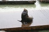 Otarie au Pier 39