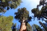Photos/Images de Sequoia &amp; Kings Canyon NPs